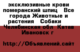 эксклюзивные крови-померанский шпиц - Все города Животные и растения » Собаки   . Челябинская обл.,Катав-Ивановск г.